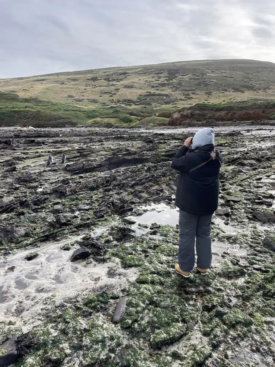 PASEO LARGO. Los pingüinos se dirigen hacia sus refugios en la isla.
