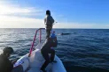 Emoción en la Patagonia: aparecieron miles de ejemplares de una ballena en peligro de extinción