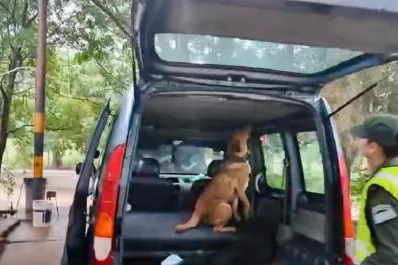 Acondicionan 64 kilos de cocaína en el techo de un auto