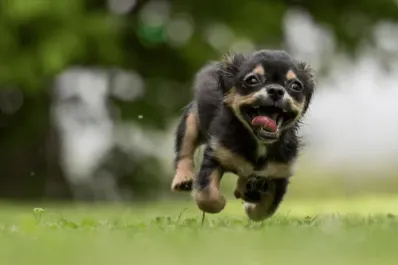 Estas son las palabras que más emocionan a los perros, según un estudio científico