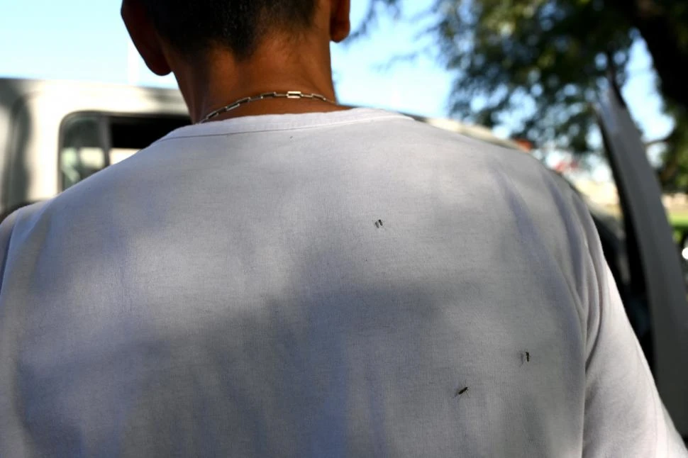 Dengue: el mosquito ¿pica o no sobre la ropa?