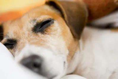 Síndrome de Cushing en los perros: de qué se trata esta enfermedad que suele confundirse con el envejecimiento