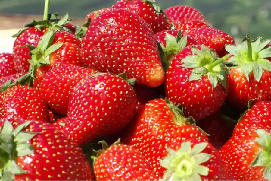Las frutillas aportan vitaminas para tratar los problemas de tiroides