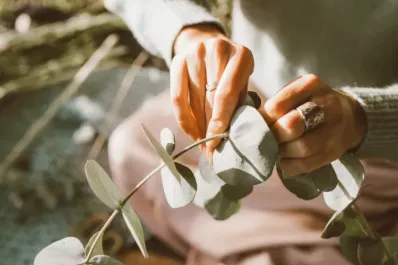 Cómo hacer el ritual con eucalipto para tener dinero y prosperidad en mayo