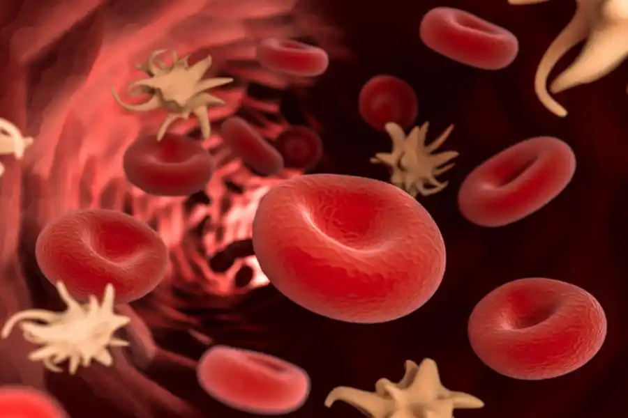 Qué alimentos ayudan a aumentar las plaquetas