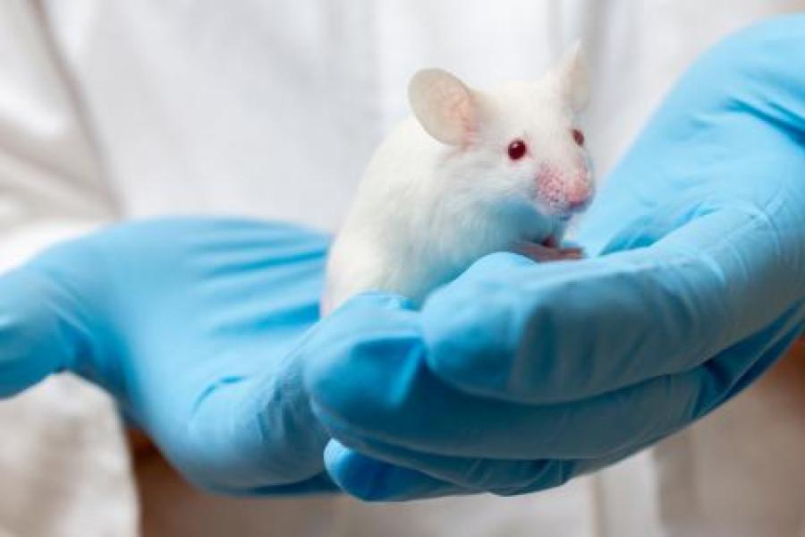 Los estudios realizados en ratones sirven de parámetro para prever la reacción que puede tener el cuerpo humano