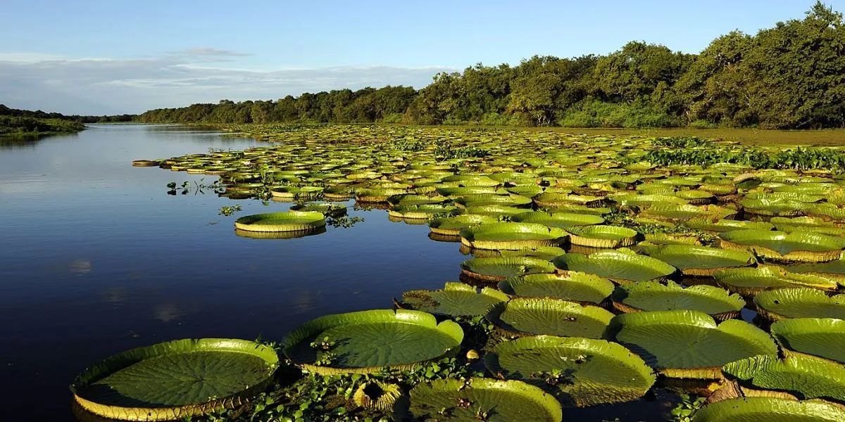 Esteros del Iberá y su vegetación increíble. 