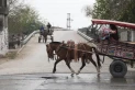 Impulsan una ley para sancionar el maltrato animal en Tucumán