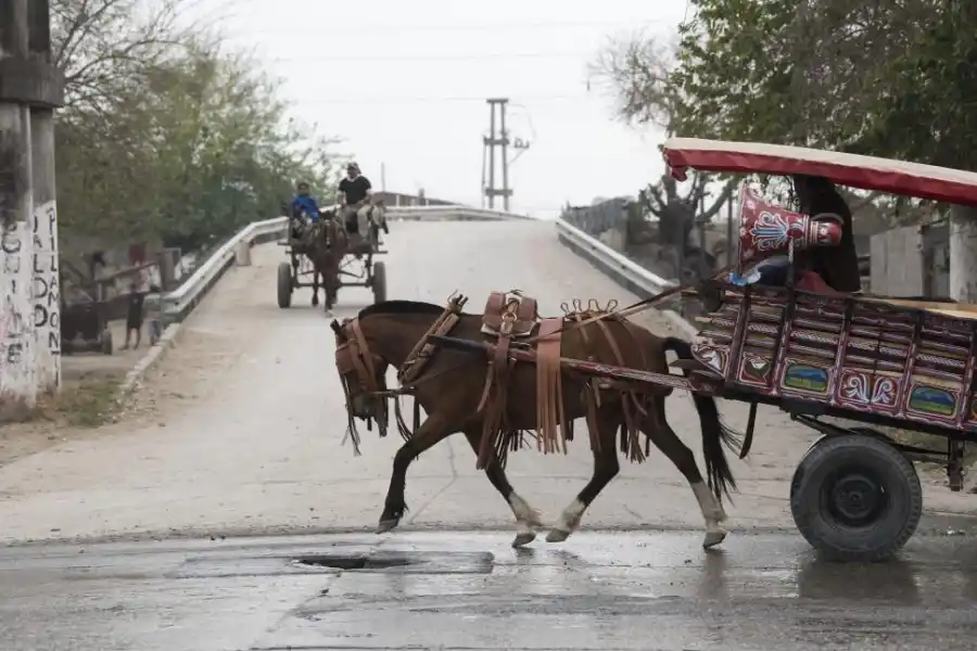 CARROS. La ley persigue evitar el maltrato animal. 