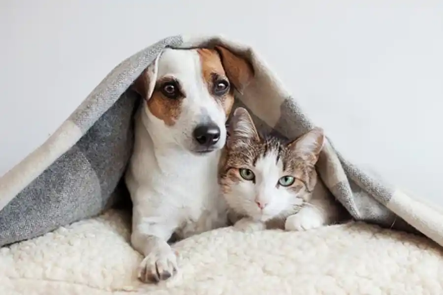 El mejor truco casero para eliminar el olor a pis de tus mascotas 