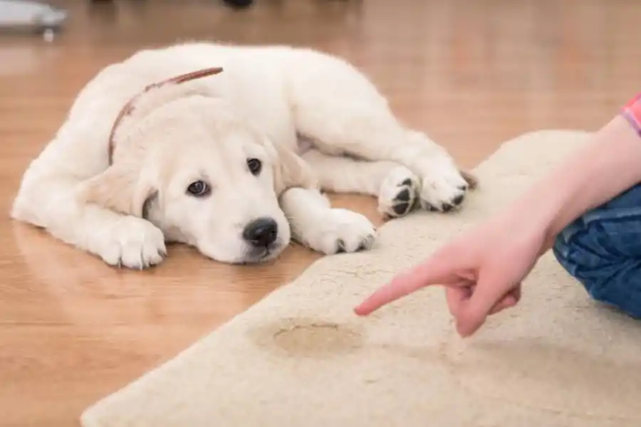 El mejor truco casero para eliminar el olor a pis de tus mascotas