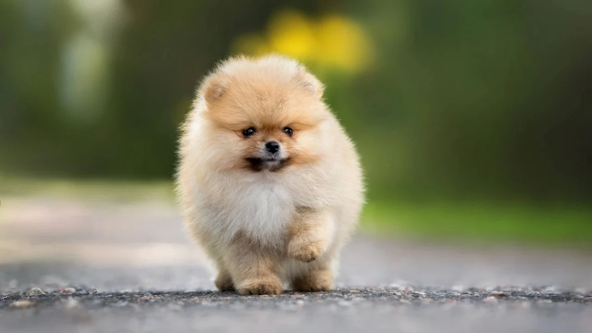 ¿Por qué los perros de raza pequeña viven más que los de gran porte?