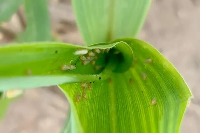 Consejos para combatir a dalbulus maidis