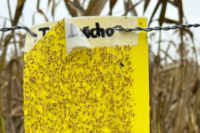 Chicharrita: los individuos infectivos superarían un 45%