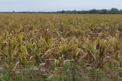 Para combatir el achaparramiento se conformó en Tucumán el comité “Salvemos al Maíz”