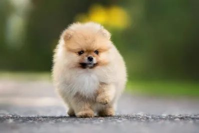 ¿Por qué los perros de menor tamaño viven más tiempo?