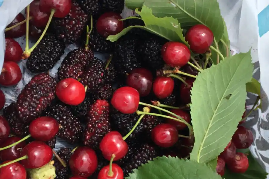 Moras y cerezas, frutas amigables con nuestro bienestar.