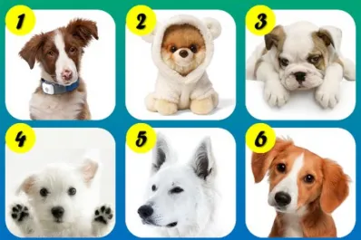 Test viral: el perrito que elijas revelará un rasgo sorprendente de tu personalidad