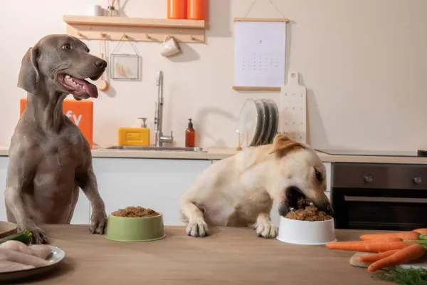 Cuáles son los alimentos de humanos que los perros no deben comer