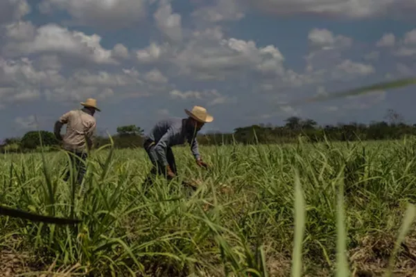 Tras una mala cosecha, el Gobierno cubano se verá obligado a importar azúcar
