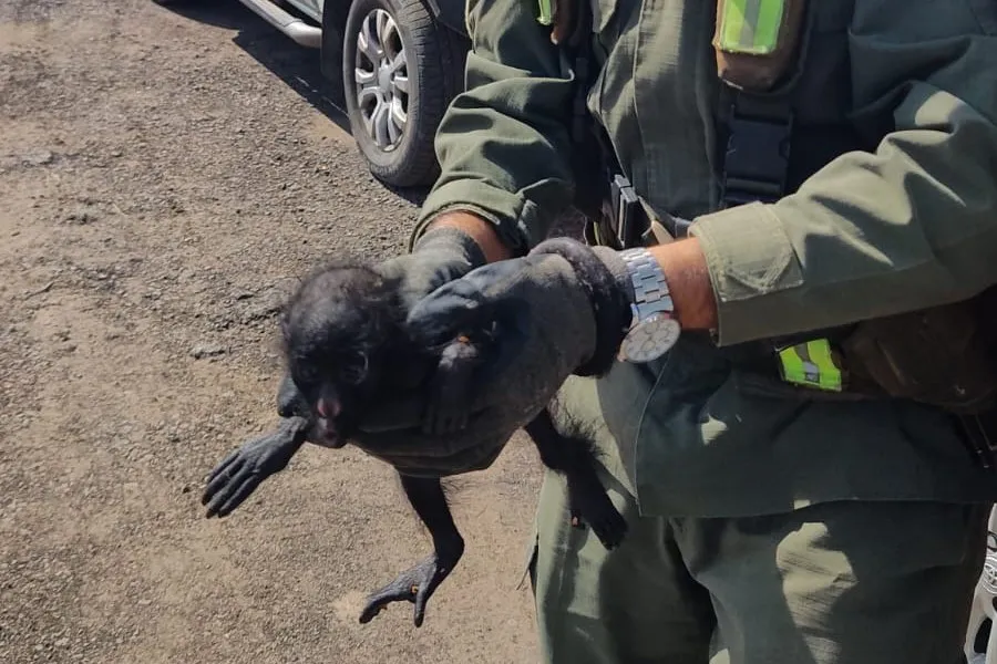 Rescataron a un mono carayá bebé en un control vial en Chaco