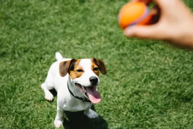 ¿Cómo nos comprenden los perros? La manera en que las mascotas aprenden nuestro lenguaje
