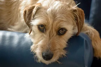 ¿Los perros de raza son más propensos a tener problemas de salud?