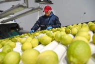 Se proyecta un Instituto para el fomento del limón