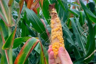 Provincias del NOA analizarán el daño del spiroplasma