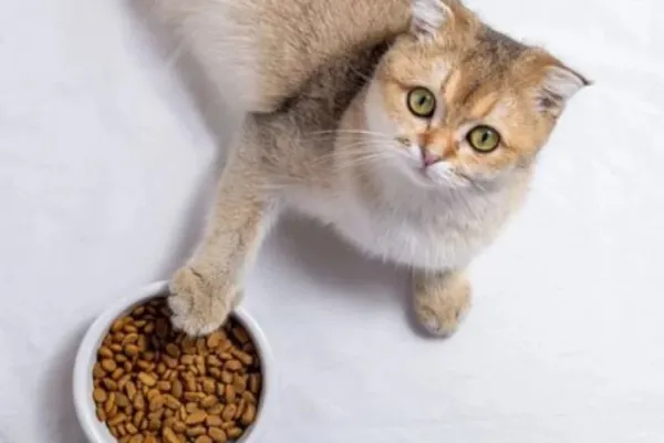 No es una cuestión de glotonería: ¿por qué los gatos piden más comida cuando su plato está lleno?