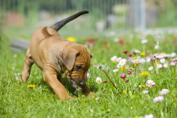 Los Perros Rasguñan Mi Perro Rasca Mucho Su Cama Tu Perro Rasca El