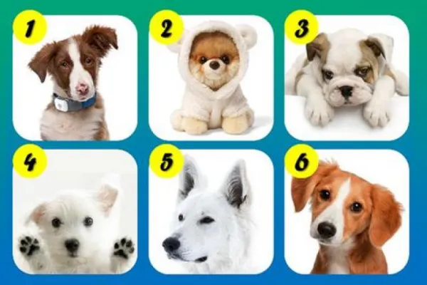 Test viral: el perrito que elijas revelará un rasgo sorprendente de tu personalidad