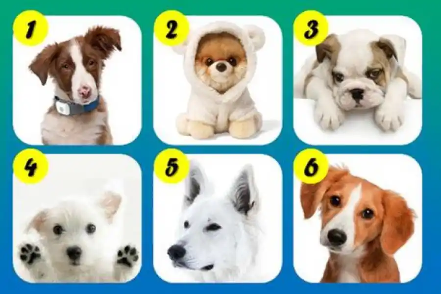 Test viral: el perrito que elijas revelará un rasgo sorprendente de tu personalidad