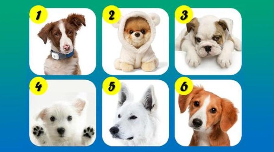 Test viral: el perrito que elijas revelará un rasgo sorprendente de tu personalidad