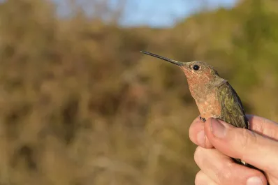 Así es la especie de Colibrí gigante más grande del mundo