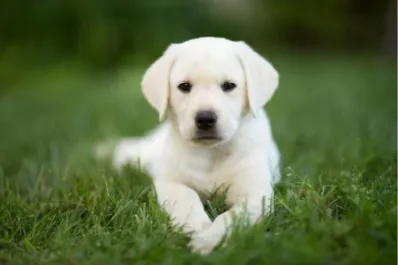Las mejores razas de perro para vivir en casa: el ranking de los expertos
