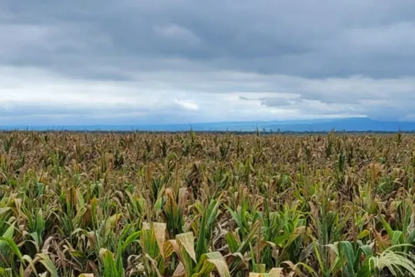 Las provincias del NOA definen un plan para contener el avance de la chicharrita del maíz
