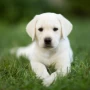 Cuáles son las mejores razas de perros para vivir en casa, según especialistas