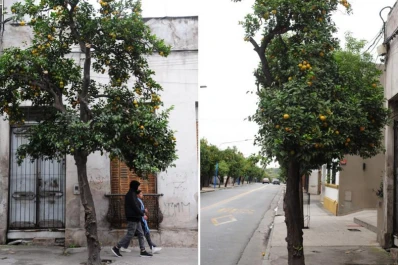 Cartas de lectores: El naranjo de la General Paz