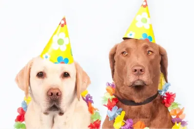 ¿Son siete años más? Cómo calcular la edad de un perro en años humanos