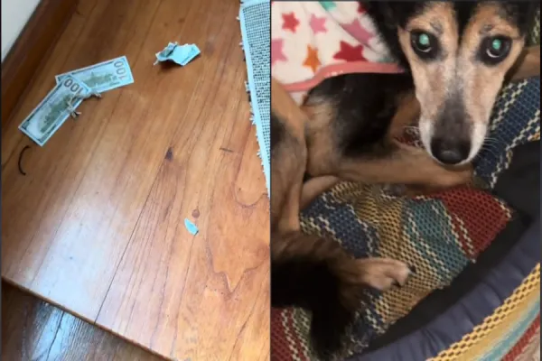 “¿Por qué has hecho eso?”: un usuario de Tik Tok encontró todos sus dólares despedazados por su perro