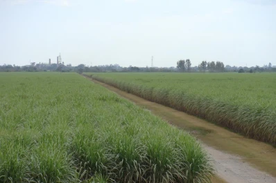 Producir una hectárea de caña en Tucumán durante la campaña 2022/3 costó unos $ 306.500