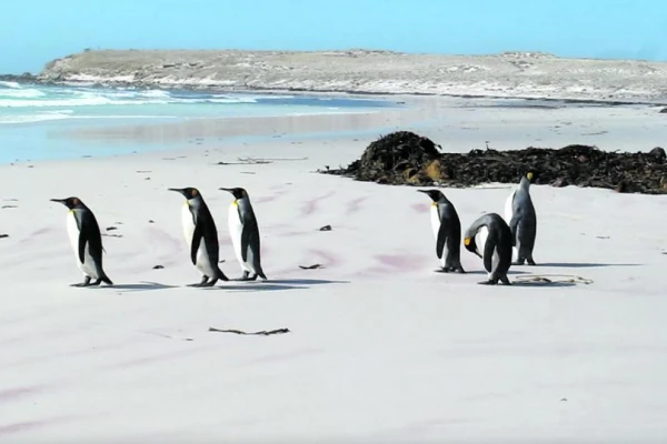 Malvinas: viaje al reino de los pingüinos que pescan en las aguas oscuras del Atlántico Sur