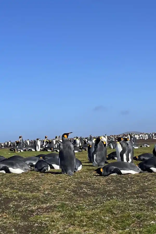 REINO NATURAL. Al oeste de la Isla Soledad existe una pingüinera paradisíaca; la expresión cabal de la Creación. La Gaceta / Fotos de Irene Benito