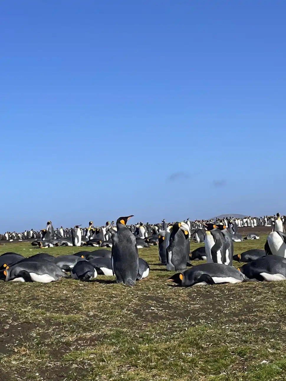 REINO NATURAL. Al oeste de la Isla Soledad existe una pingüinera paradisíaca; la expresión cabal de la Creación. La Gaceta / Fotos de Irene Benito