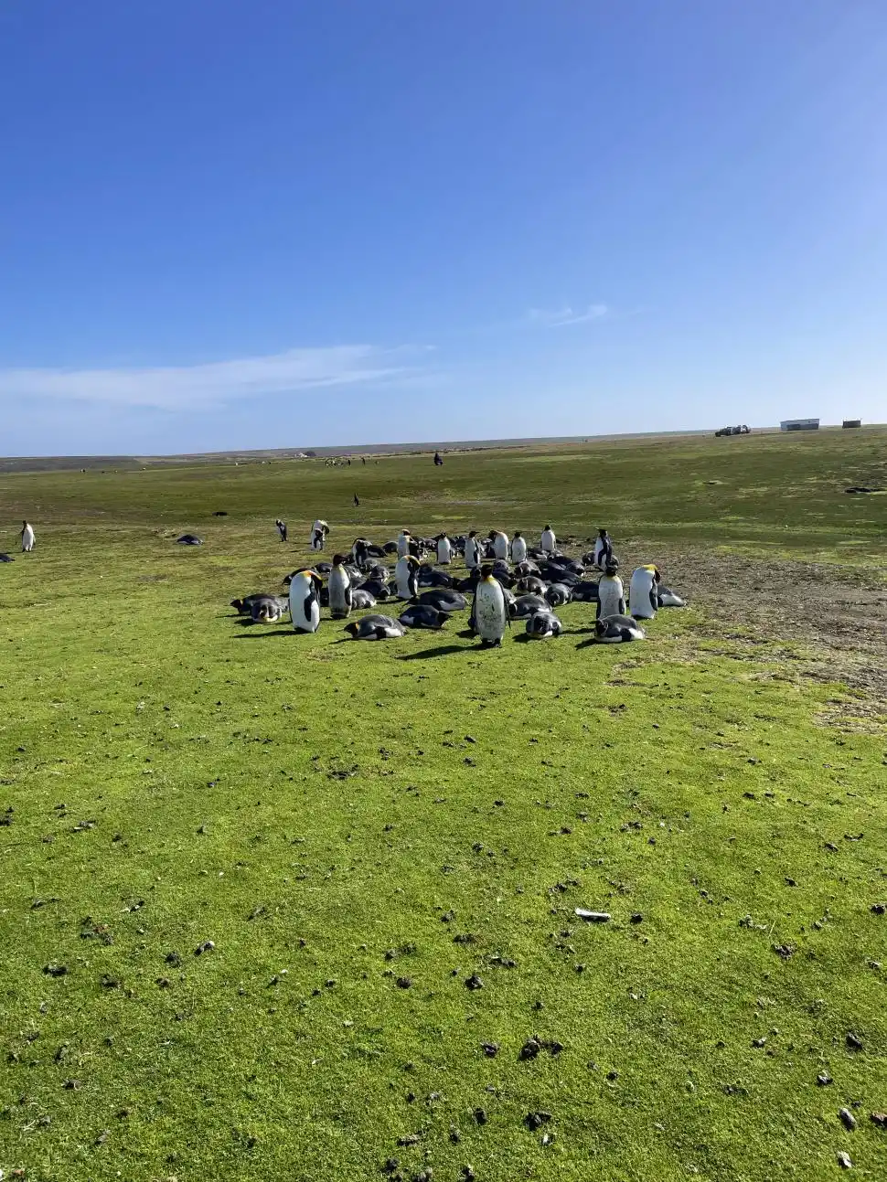 HÁBITAT. La pingüinera está entre praderas, arena y aguas turquesas.