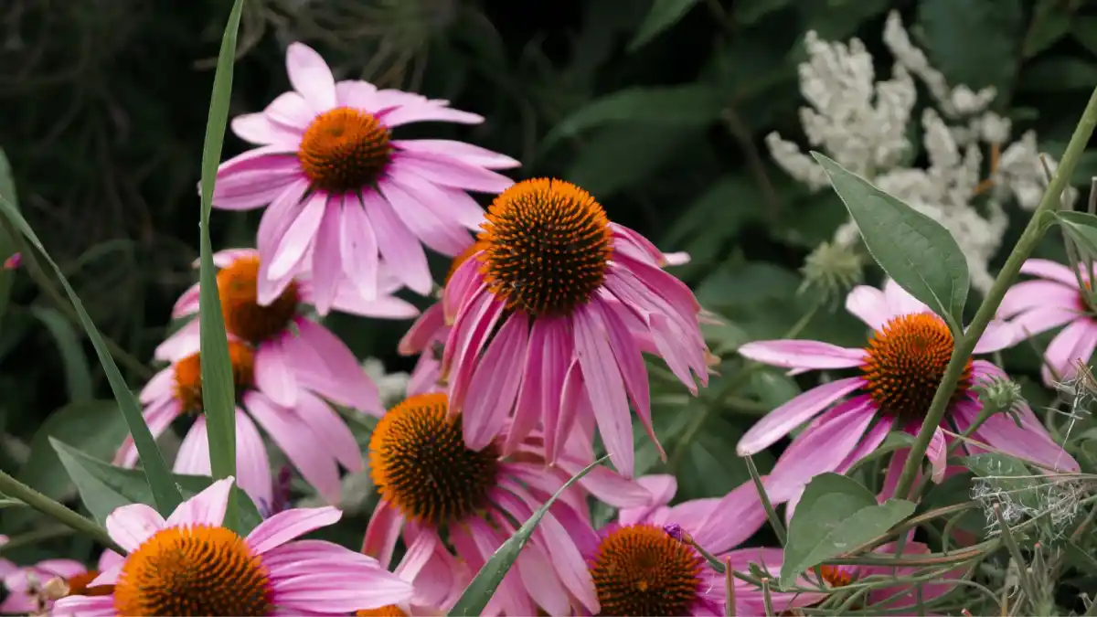 La equinácea, una planta exótica y compatible con nuestra salud. 