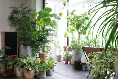 El truco casero con avena que funciona como abono para las plantas