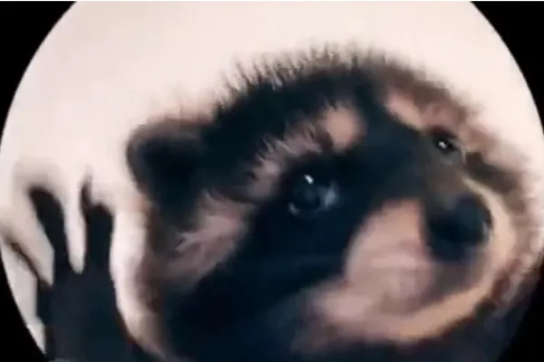 ¿Cómo surgió el video viral del mapache bailando “Pedro, Pedro, Pedro”?