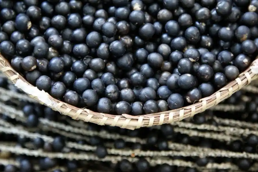 Asaí, la fruta de los miles de beneficios. 